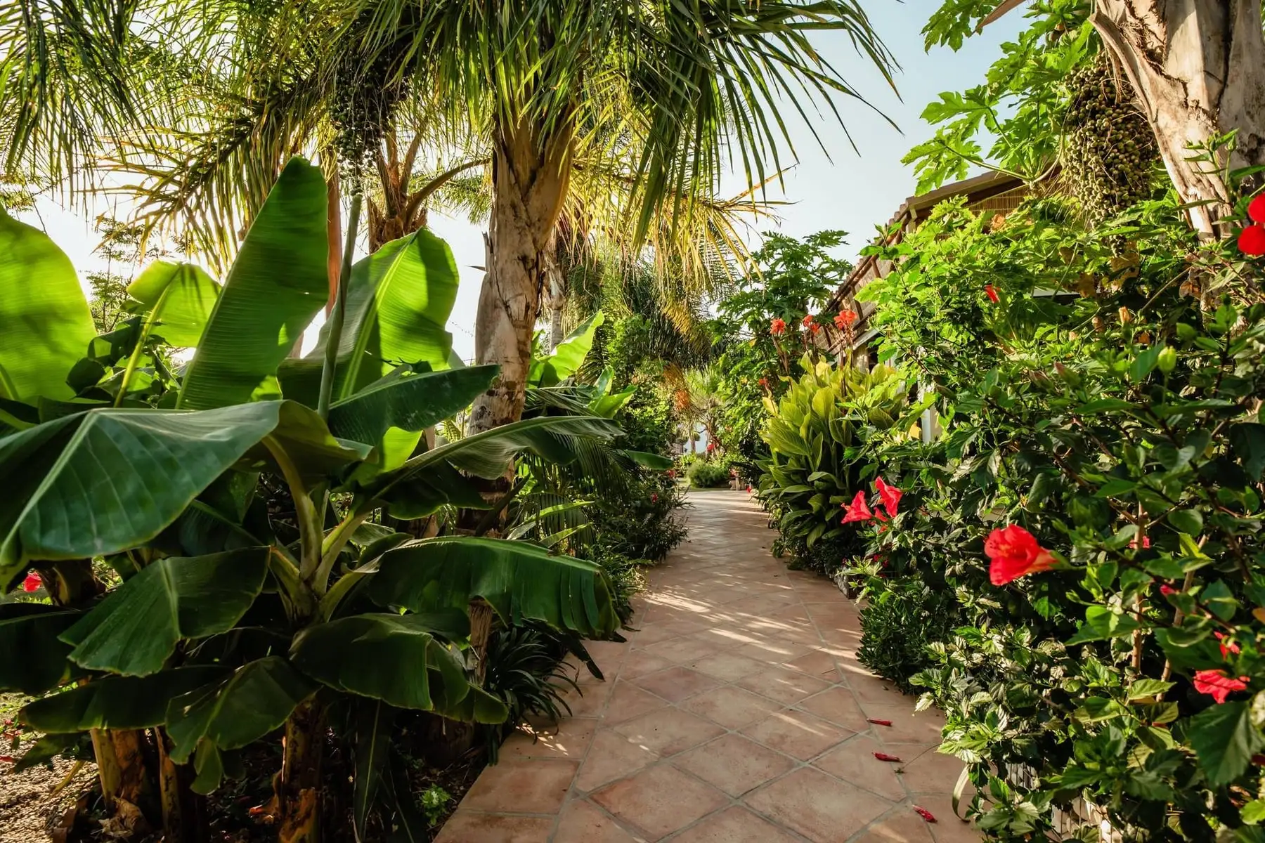 Un sendero entre bananos e hibiscos a la luz de la tarde